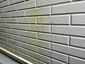 グレーサイディング外壁の目地に広がる緑藻の汚れ